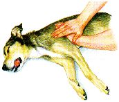 Hartmassage Plaats een middelgrote hond op zijn rechterzij. Plaats de muis van een hand op de borst en plaats uw andere hand bovenop de eerste. 