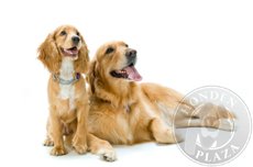 Reisverzekering honden