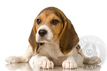 Beagle puppie