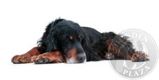 Reisverzekering voor honden Reisverzekering voor honden